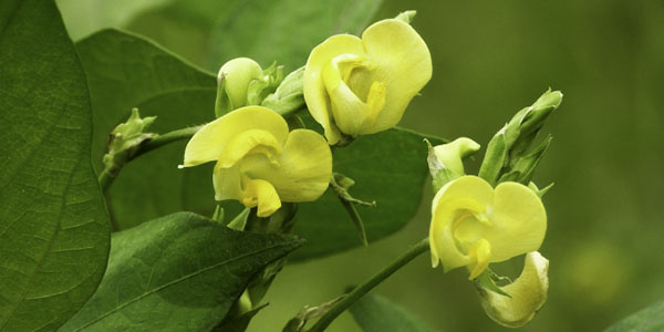 小豆の花写真