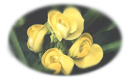 小豆の花