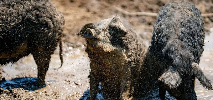 mangalica_photo