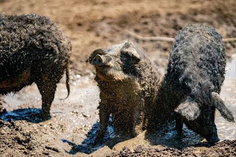 mangalica_photo_01