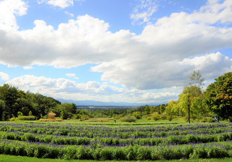 tokachi-hills_photo_01